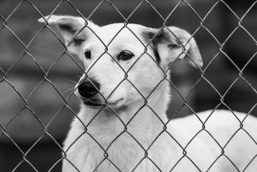 Black and white photo of homeless dog in a shelter for dogs.