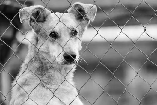 Black and white photo of homeless dog in a shelter for dogs.