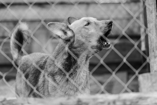 Black and white photo of homeless dog in a shelter for dogs.