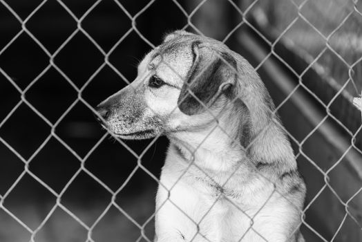 Black and white photo of homeless dog in a shelter for dogs.