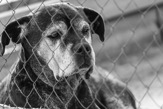 Black and white photo of homeless dog in a shelter for dogs.