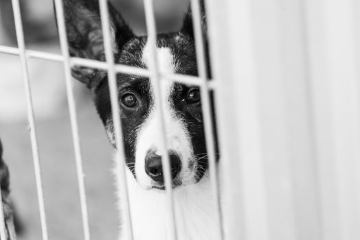 Black and white photo of homeless dog in a shelter for dogs.