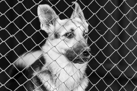 Black and white photo of homeless dog in a shelter for dogs.