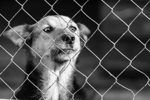 Black and white photo of homeless dog in a shelter for dogs.