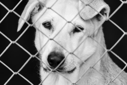 Black and white photo of homeless dog in a shelter for dogs.