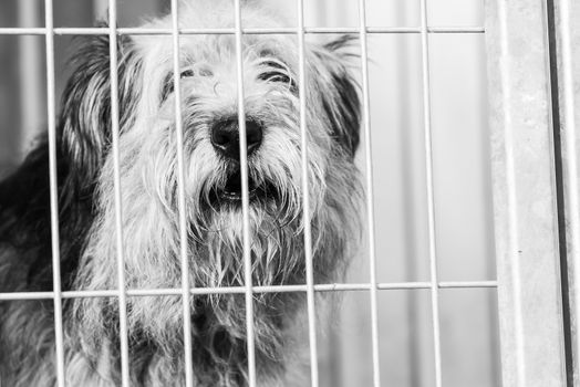 Black and white photo of homeless dog in a shelter for dogs.