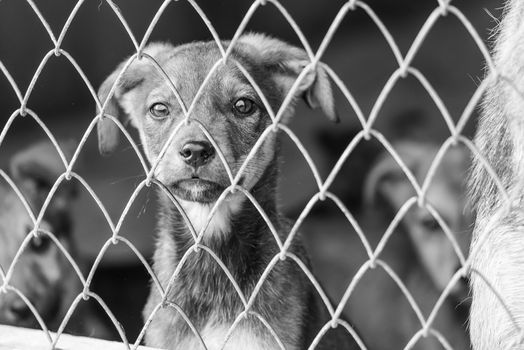 Black and white photo of homeless dog in a shelter for dogs.