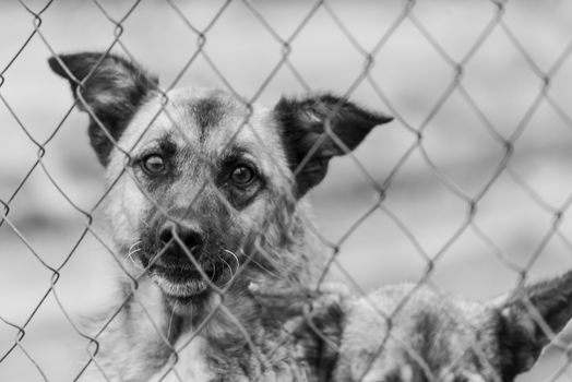 Black and white photo of homeless dog in a shelter for dogs.