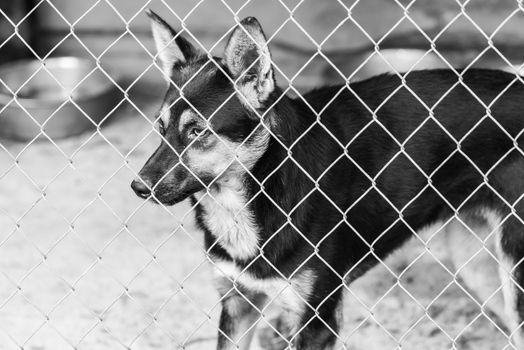 Black and white photo of homeless dog in a shelter for dogs.