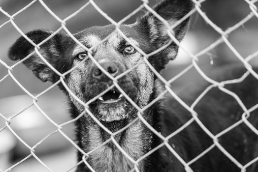 Black and white photo of homeless dog in a shelter for dogs.