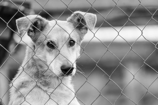 Black and white photo of homeless dog in a shelter for dogs.