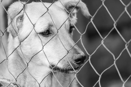 Black and white photo of homeless dog in a shelter for dogs.