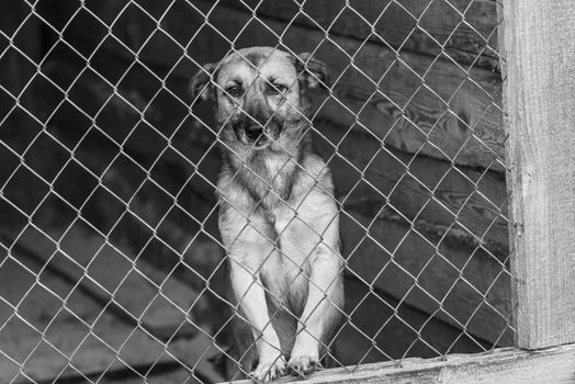 Black and white photo of homeless dog in a shelter for dogs.