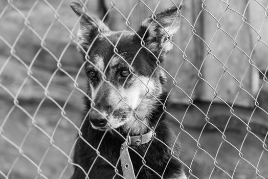 Black and white photo of homeless dog in a shelter for dogs.