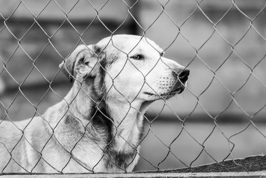 Black and white photo of homeless dog in a shelter for dogs.