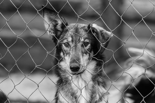 Black and white photo of homeless dog in a shelter for dogs.