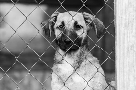 Black and white photo of homeless dog in a shelter for dogs.