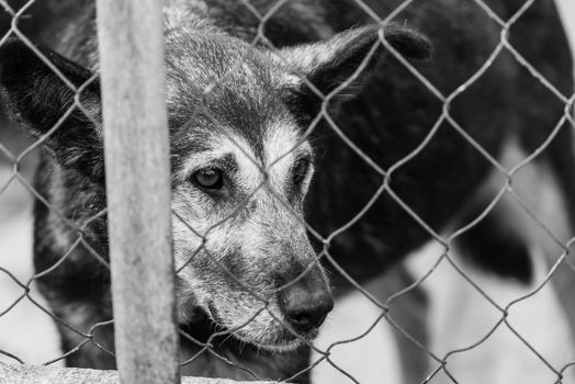 Black and white photo of homeless dog in a shelter for dogs.