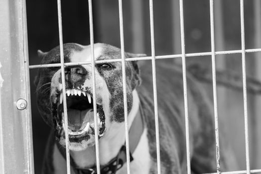 Black and white photo of homeless dog in a shelter for dogs.