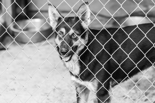 Black and white photo of homeless dog in a shelter for dogs.