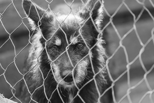 Black and white photo of homeless dog in a shelter for dogs.