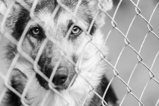 Black and white photo of homeless dog in a shelter for dogs.