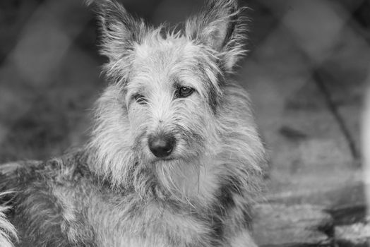 Black and white photo of homeless dog in a shelter for dogs.