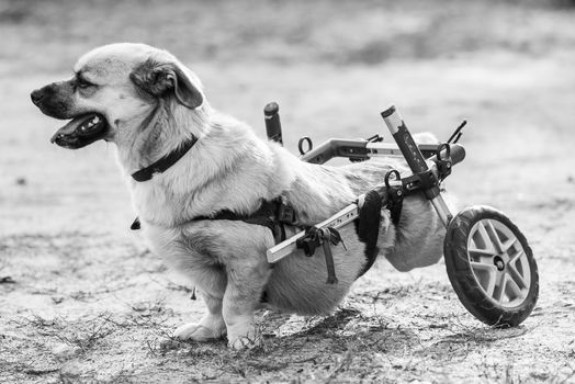 Black and white photo of homeless dog in a shelter for dogs.