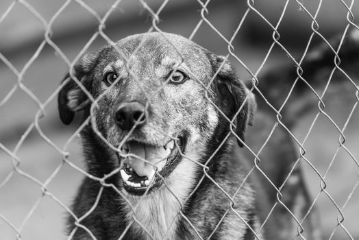 Black and white photo of homeless dog in a shelter for dogs.