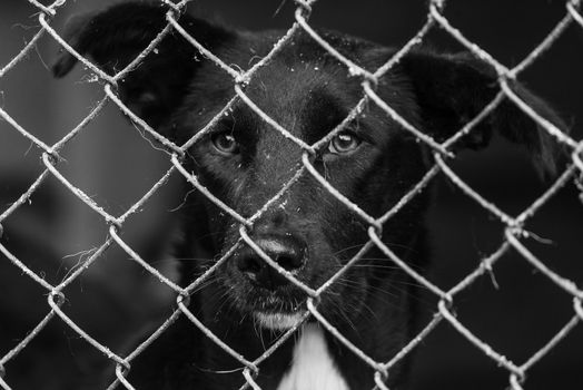 Black and white photo of homeless dog in a shelter for dogs.