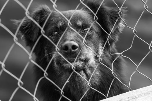 Black and white photo of homeless dog in a shelter for dogs.