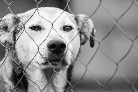 Black and white photo of homeless dog in a shelter for dogs.