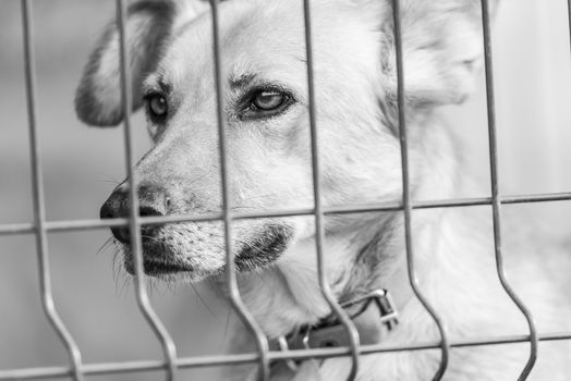 Black and white photo of homeless dog in a shelter for dogs.