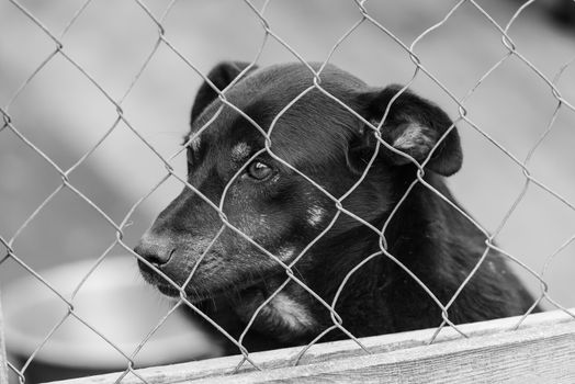 Black and white photo of homeless dog in a shelter for dogs.