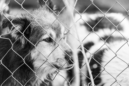 Black and white photo of homeless dog in a shelter for dogs.