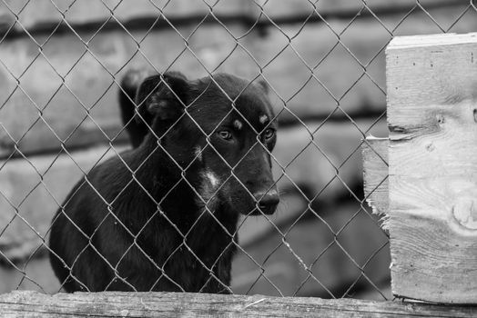 Black and white photo of homeless dog in a shelter for dogs.