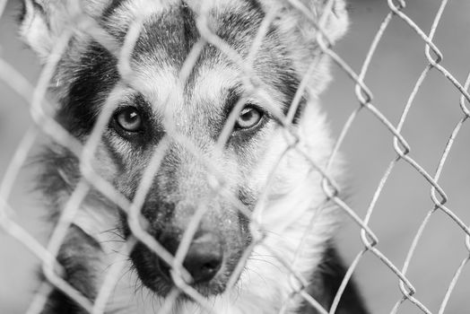 Black and white photo of homeless dog in a shelter for dogs.