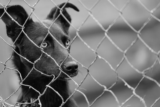 Black and white photo of homeless dog in a shelter for dogs.