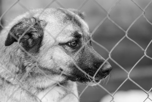 Black and white photo of homeless dog in a shelter for dogs.