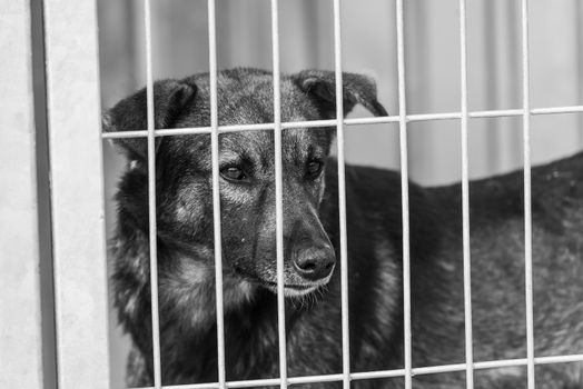 Black and white photo of homeless dog in a shelter for dogs.