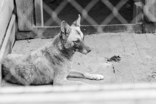 Black and white photo of homeless dog in a shelter for dogs.