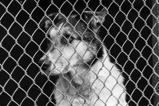 Black and white photo of homeless dog in a shelter for dogs.