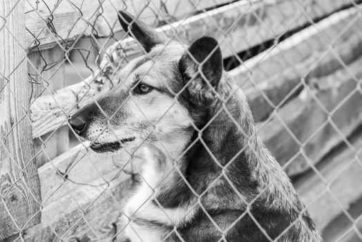 Black and white photo of homeless dog in a shelter for dogs.