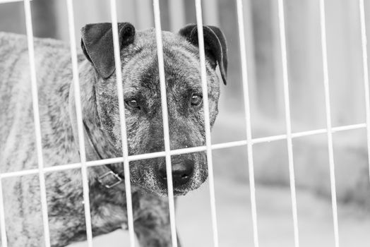 Black and white photo of homeless dog in a shelter for dogs.