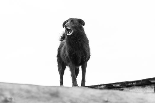 Black and white photo of homeless dog in a shelter for dogs.