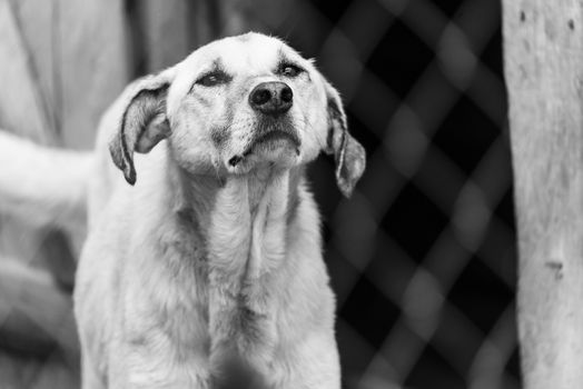 Black and white photo of homeless dog in a shelter for dogs.