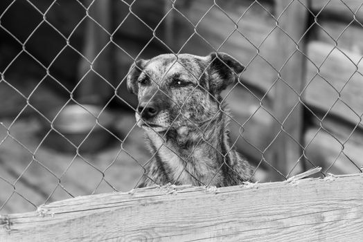 Black and white photo of homeless dog in a shelter for dogs.