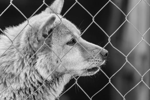 Black and white photo of homeless dog in a shelter for dogs.