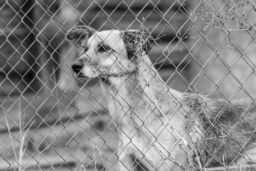 Black and white photo of homeless dog in a shelter for dogs.