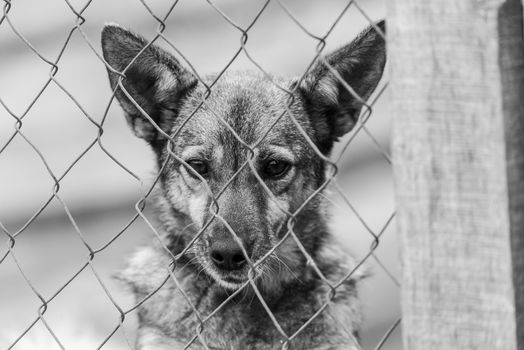 Black and white photo of homeless dog in a shelter for dogs.